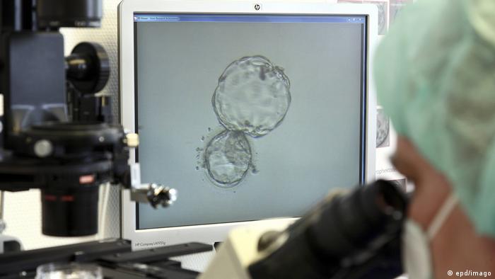 Human blastocyst under a microscope