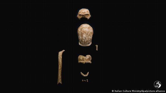 Fossilized Neanderthal bones