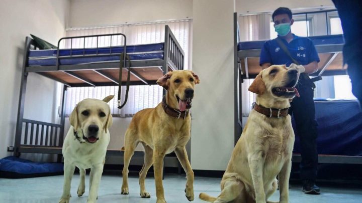Scientists have discovered a new type of corona virus in dogs