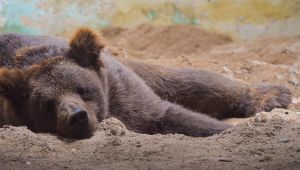At 22 years old, a brown bear from Dois Irmãos park, Zé Colmeia dies
