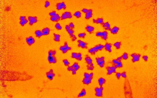 The mass of the human chromosome is measured for the first time and surprises scientists - Revista Galileu