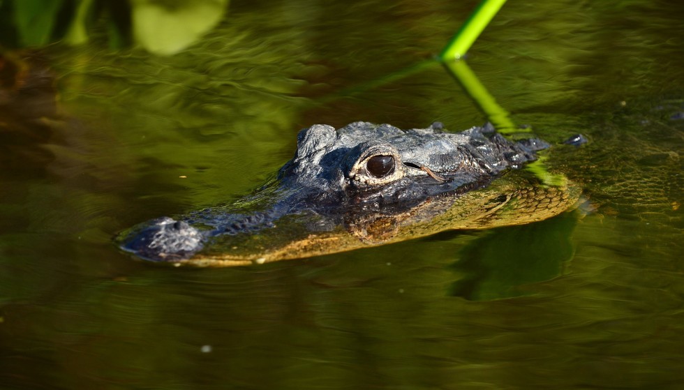 Aggressive: According to the FWC, alligators are most aggressive during the time they mate.  Image: Mandatory credit: JLN Photography / Shutterstock / NTB.