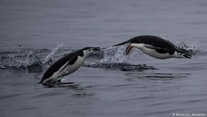 Two penguins jump out of the water