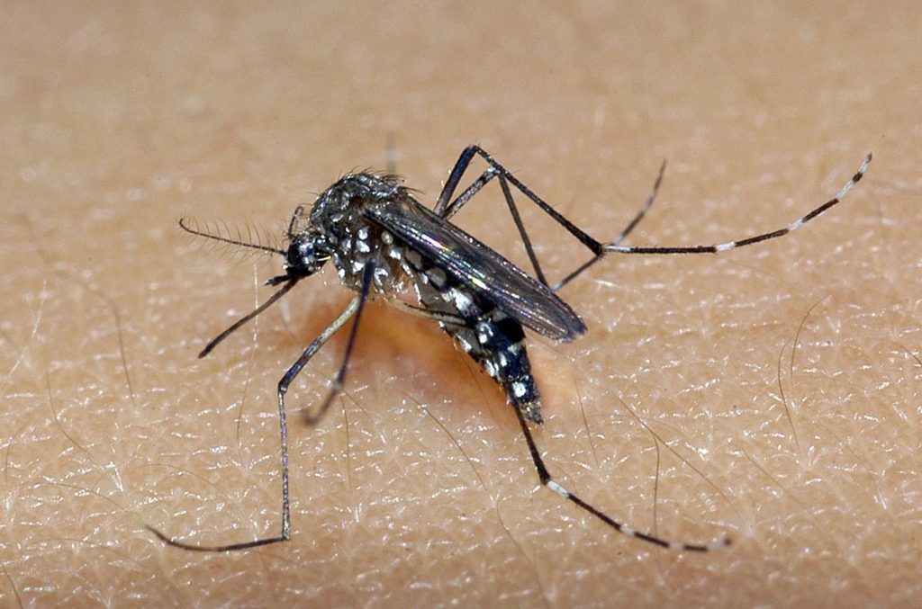 Aedes aegypti: Bulletin notes 45 new probable cases of dengue fever in the Midwest;  See data for Chikungunya and Zika |  Midwest