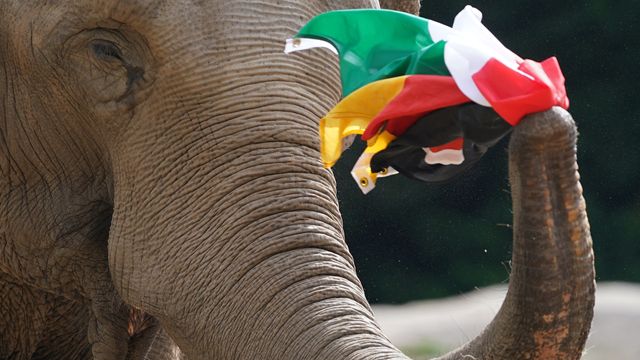 EM - Germany vs. Hungary: Elephant Oracle Predicts a Balance