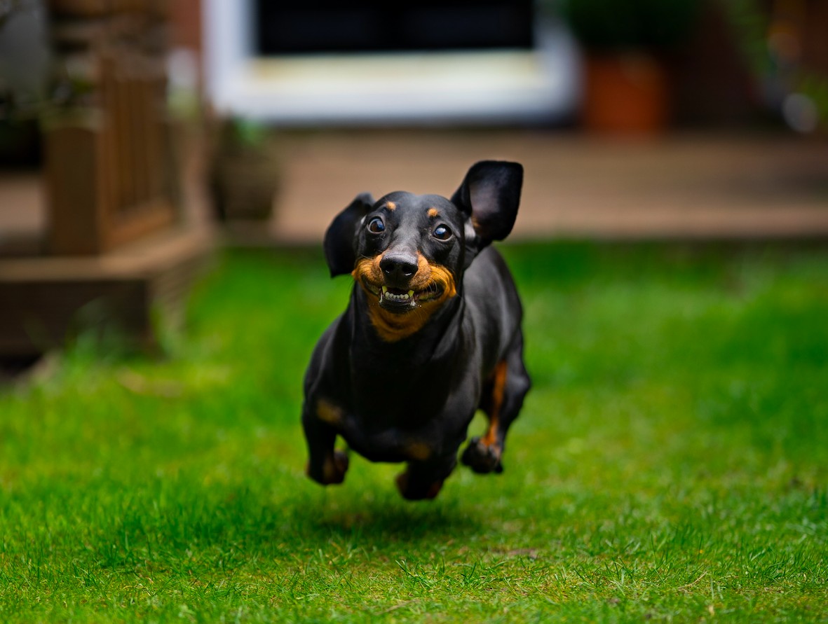 5 tips to help your dog live a long, healthy life (Image: Unsplash)
