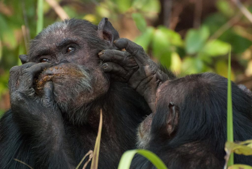 Nurturing friendships is the best strategy for chimpanzees |  Sciences