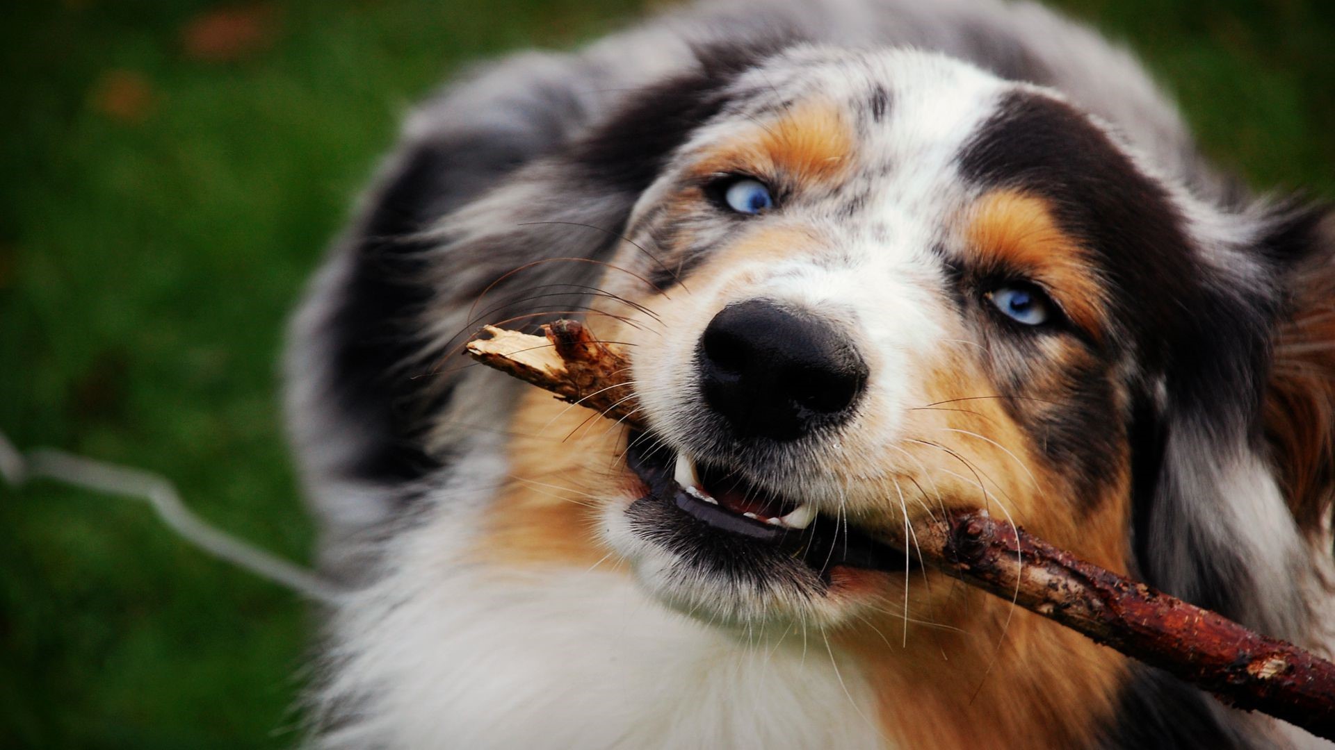 Tilfredsstille Fugtig neutral Caring for Your Australian Shepherd Dog – Exercise, Grooming and Food