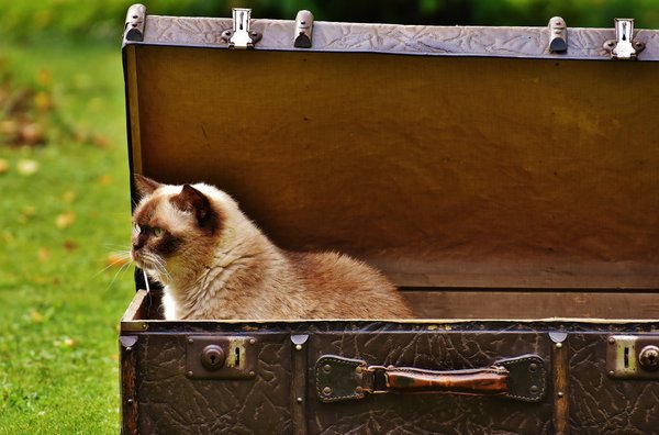 How does Schrödinger's cat live in modern science and culture?