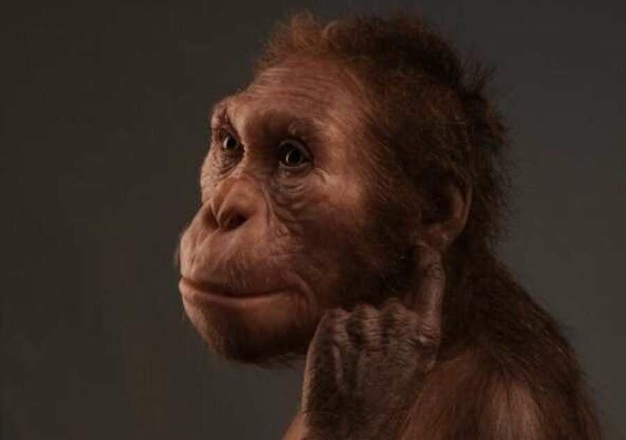 Australopithecus sediba walked like a human, but climbed like a monkey