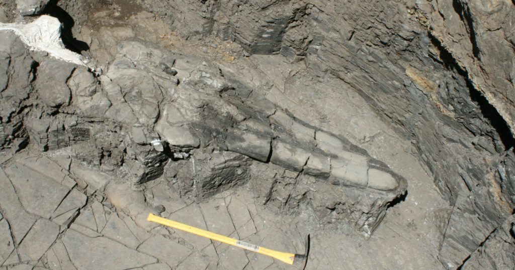 Fossil discovery in the United States of America: - A surprising discovery for the first giant in the world