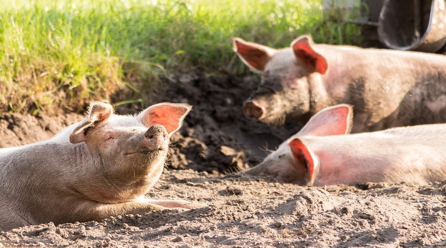 A Portuguese project turns liquid waste from pig farms into organic fertilizer