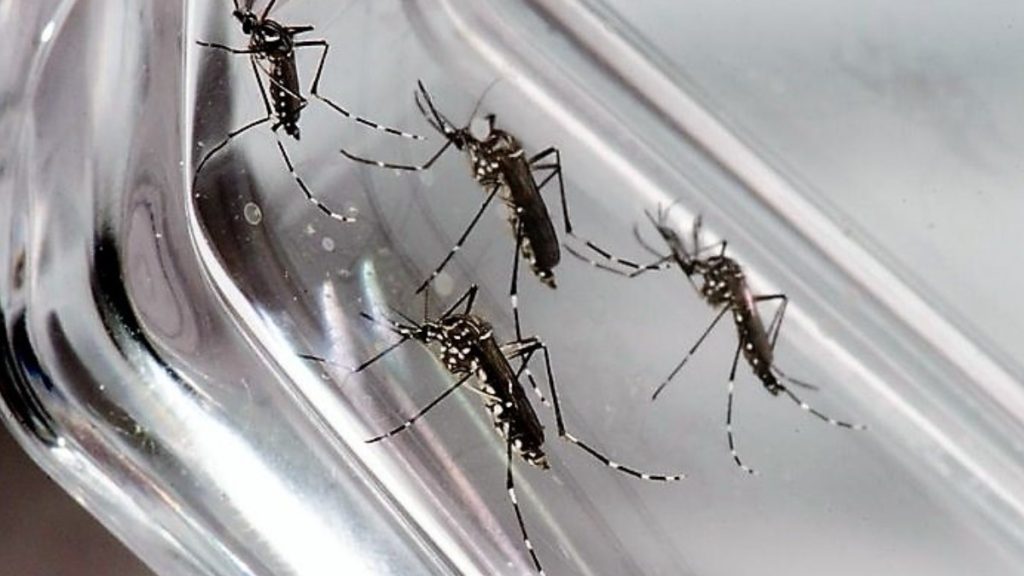 Ribeirao: 9% of suspected dengue cases confirmed in 2021