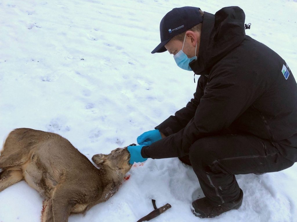 Veterinary Institute, SARS-CoV-2 |  Covid was found in 36 percent of deer