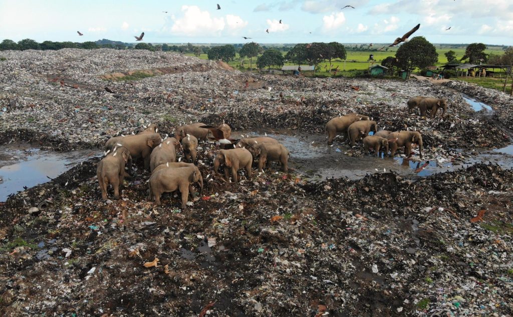 Dead elephants found - they had swallowed large amounts of plastic - VG