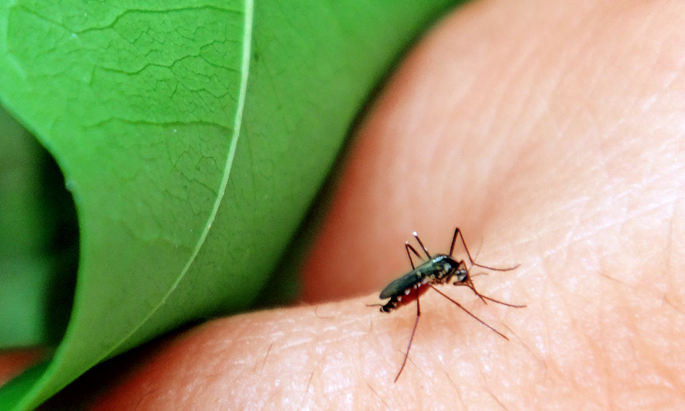 With a 405% increase in dengue cases, state health is calling for doctors and nurses to train