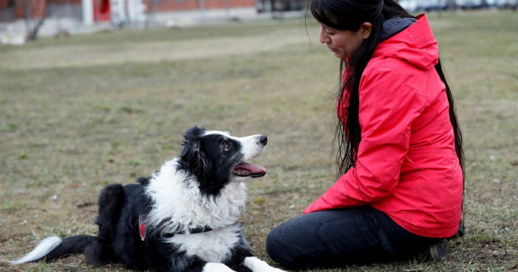 Dogs can distinguish languages ​​from each other