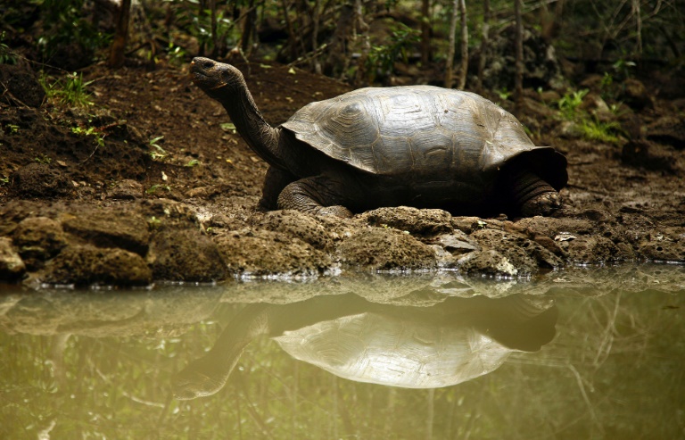 DNA study reveals new species of giant tortoises in the Galapagos
