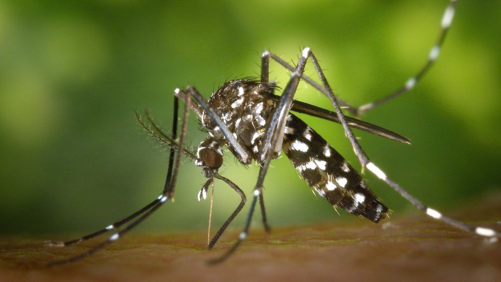 Butantan Announces Chikungunya Vaccine Results: 96% Effectiveness