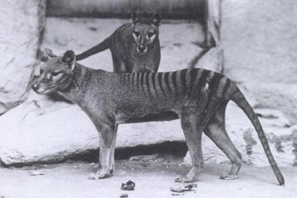 The Tasmanian Wolf: Science Will Resurrect Extinct Animals in 1936
