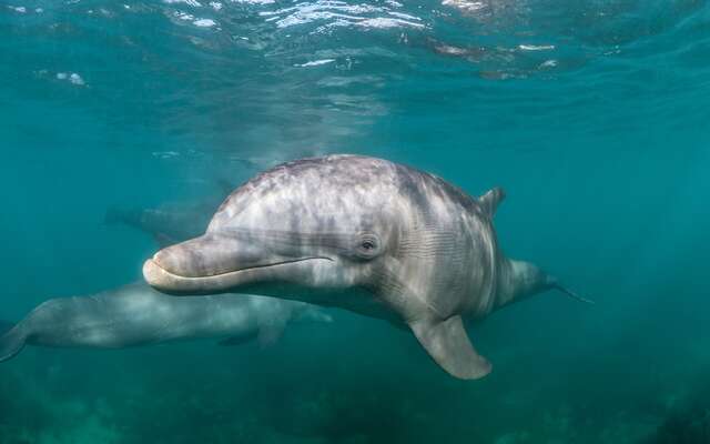 Solitary dolphin "learns" to speak the language of porpoises in Scotland - Science