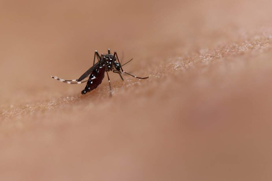 America records its first death from dengue fever in 2022
