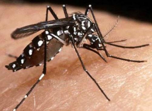 Minas confirms nearly two thousand new cases of dengue fever in less than a month