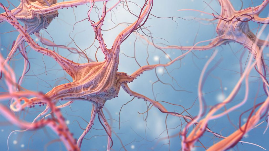 How do brain cells develop?  Science already has the answer