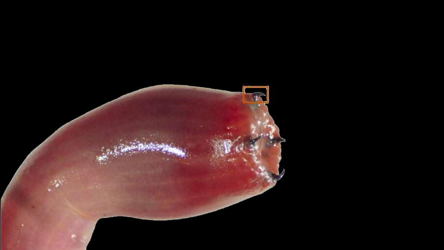 Bloodworm: Why does the red worm have metallic teeth?
