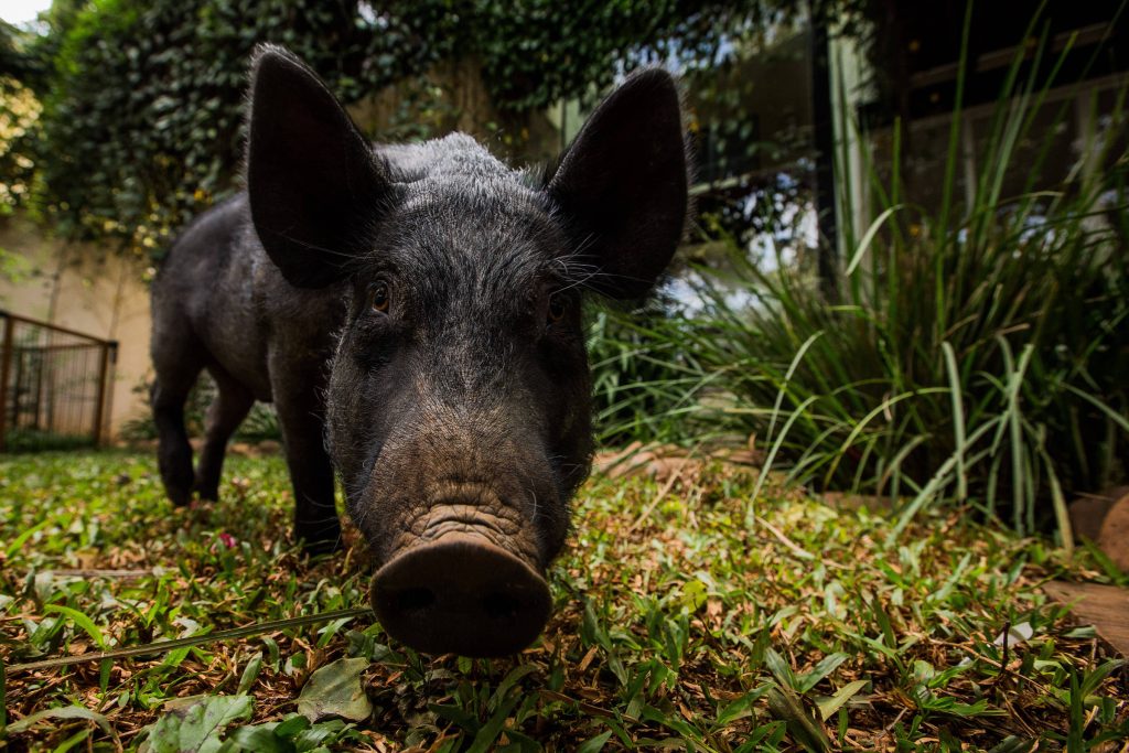 A study says that grunts express the feelings of pigs - 16/04/2022 - Science