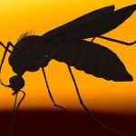 Araraquara confirms two more deaths from dengue fever, reaches 12, and forms a committee to investigate the severity of the disease |  Sao Carlos and Araraquara