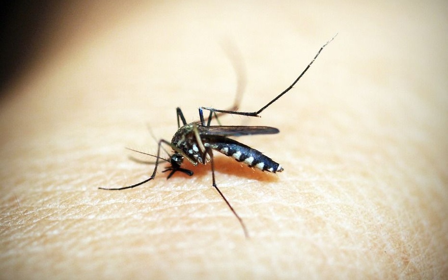 New strain of dengue virus discovered in Brazil