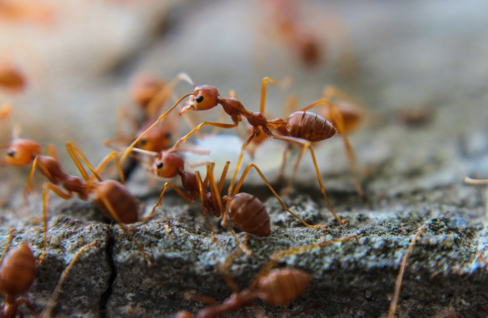 Understand how science explains the wonderful world of ants