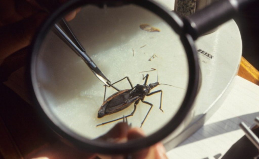 Study identifies new species of Barbero capable of transmitting Chagas disease;  The discovery was made by researchers from Fiocruz
