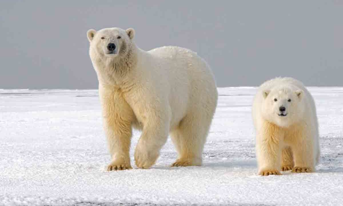 Why are there no polar bears in Antarctica? science answers
