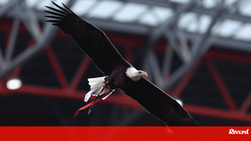 PAN leader joins NGO against vultures in Luz: «After the show, where do they go?»  - Benfica