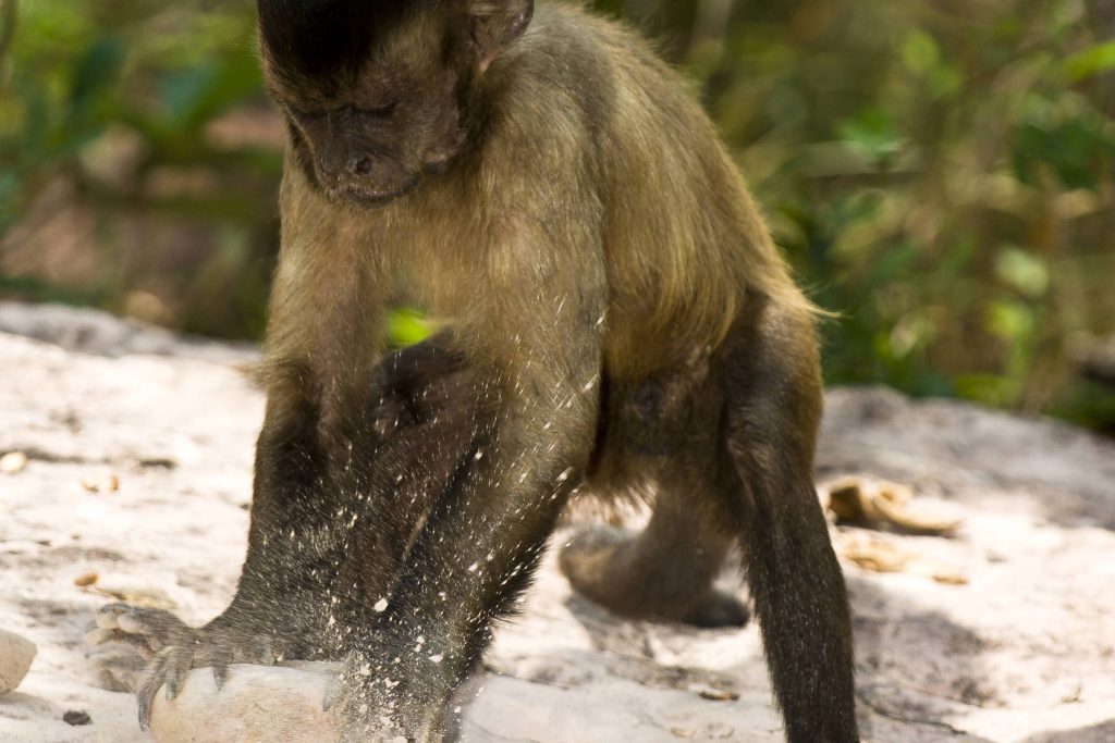 Monkey tools help understand human evolution - 08/19-2020 - Science