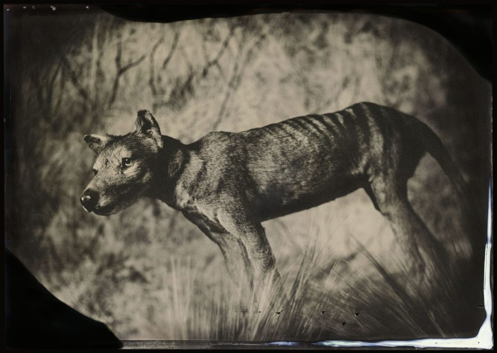 Why do scientists want to revive the Tasmanian tiger?
