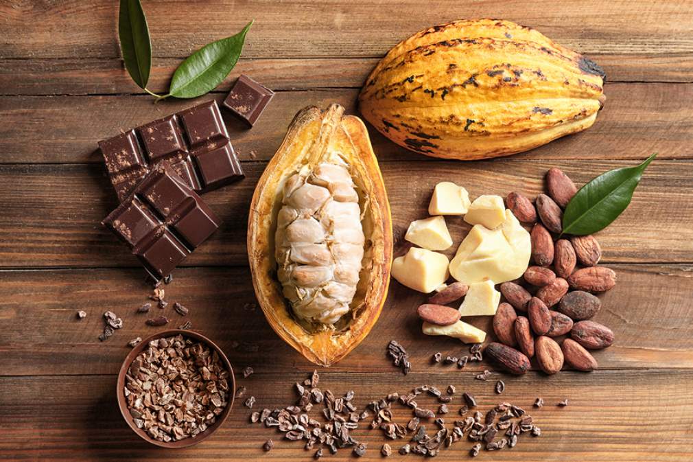 Witch's Broom Cuts Cocoa Production for Decades, But Science Has Found Solutions to Stop Soaring Chocolate Prices |  SEGS