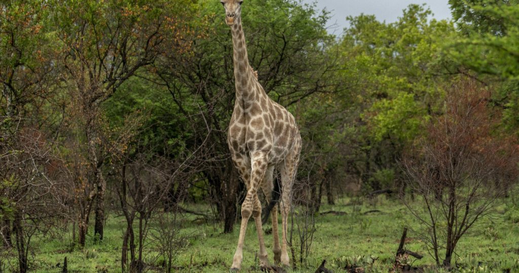 A child killed by a giraffe