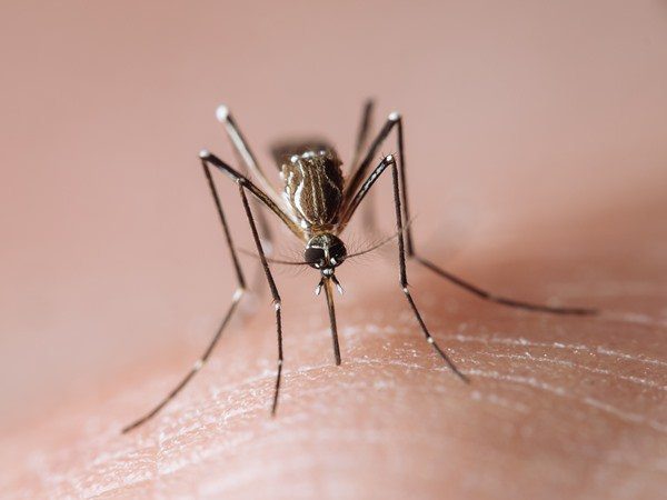 Aedes aegypti, also known as the dengue mosquito - Metropolis