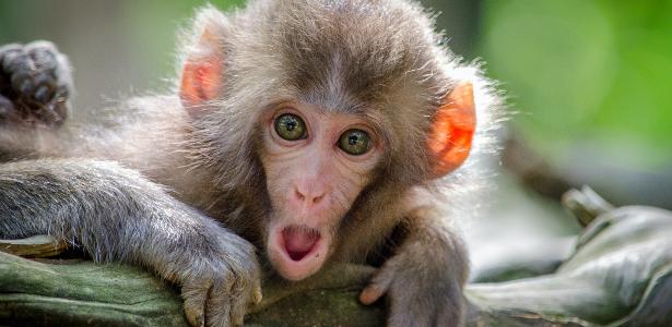 China sends monkeys into space to study reproduction